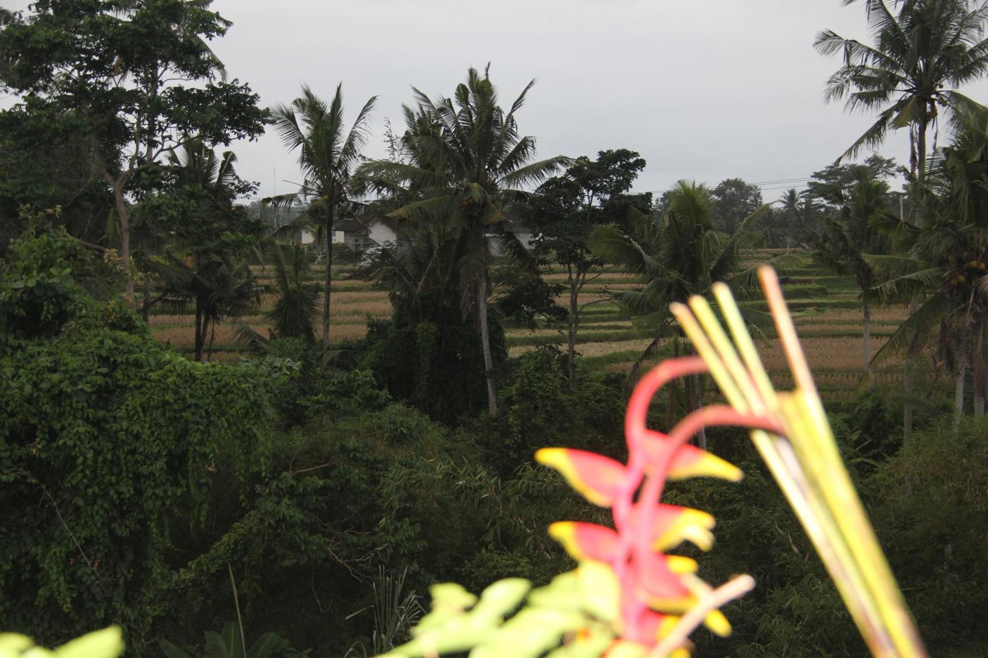 Ogek Home Stay Ubud Exterior foto